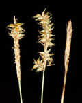 Coastal sedge